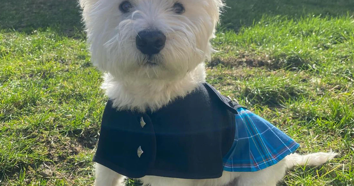 Dog Kilt Outfit: Prince Charlie Jacket and Kilt | Up… | ScotlandShop